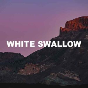 White Swallow